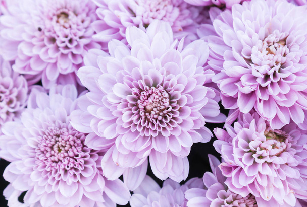 Helle lila oder violette Mutterblumen im Garten - Foto, Bild