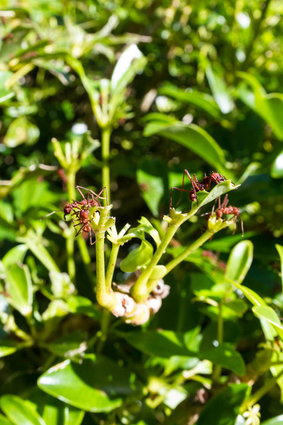 blad cutter mieren - Foto, afbeelding
