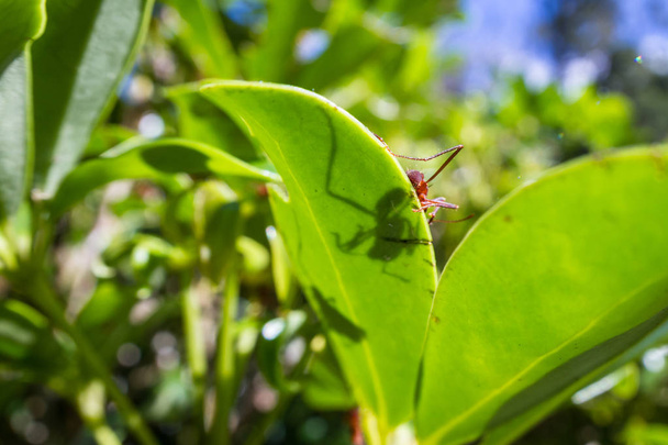 liść kuter mrówki - Zdjęcie, obraz