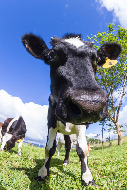 bir arazide süt ineği - Fotoğraf, Görsel