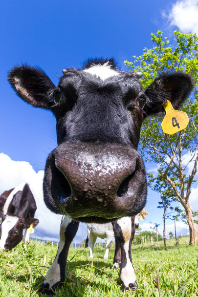 vache laitière dans un pâturage
 - Photo, image