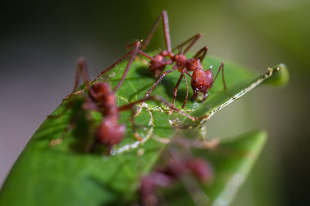 Cortador de hojas hormigas
 - Foto, Imagen