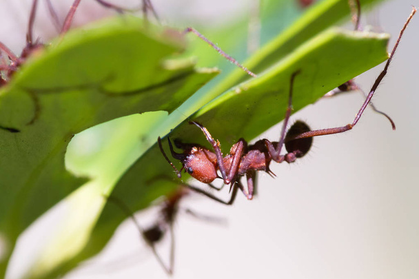 Cortador de hojas hormigas
 - Foto, Imagen