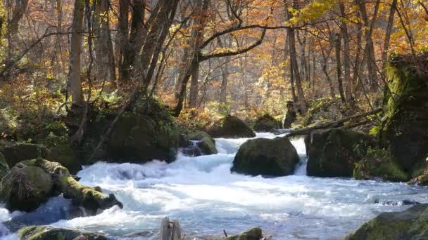 Oirase Gorge beautiful river druing the autumn season, Japan - Footage, Video