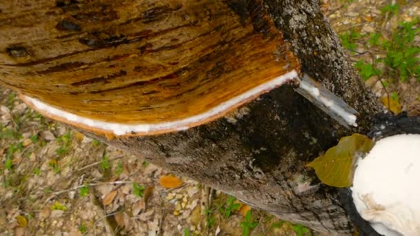 自然な乳液のゴム製木からの抽出のためのプランテーション. - 映像、動画