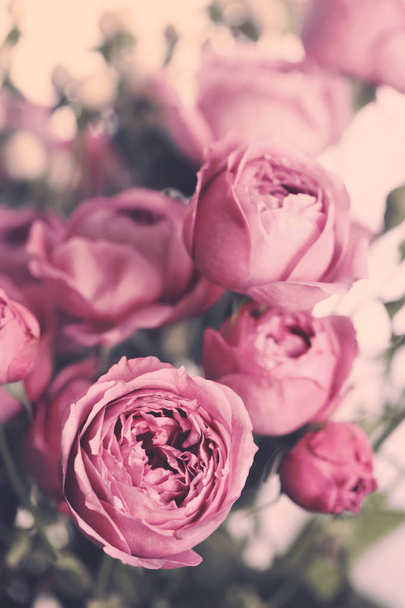 Rose flower beautiful background in vintage style for women's day and st valentine - 写真・画像