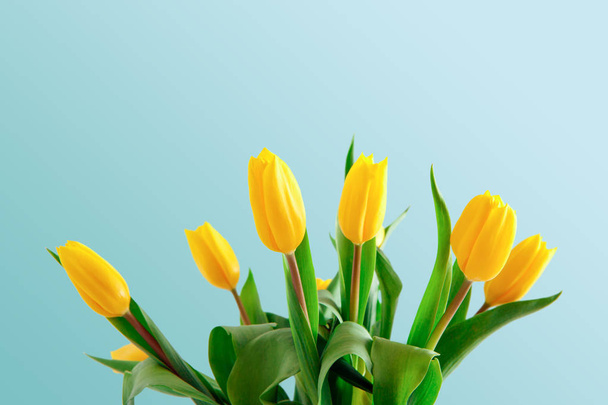 Yellow tulips bouquet on blue background - Valokuva, kuva