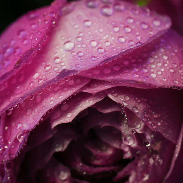 Rosa flor hermoso fondo en estilo vintage para el día de la mujer y San Valentín
 - Foto, imagen