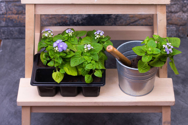 Pots with flowers and gardening tools - Foto, afbeelding