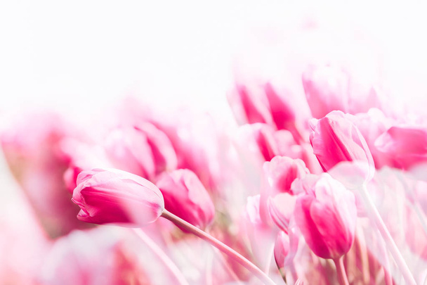 Tulipánové pole v Nizozemsku - Fotografie, Obrázek