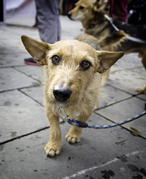 Köpek yürüyüş sokak - Fotoğraf, Görsel