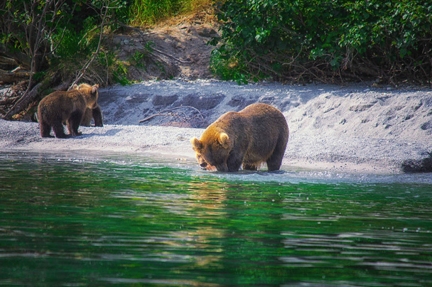Καμτσάτκα καφέ αρκούδα θηλυκό και αντέχει cubs πιάσει ψάρια στη λίμνη Kuril. Χερσόνησο Καμτσάτκα, Ρωσία. - Φωτογραφία, εικόνα