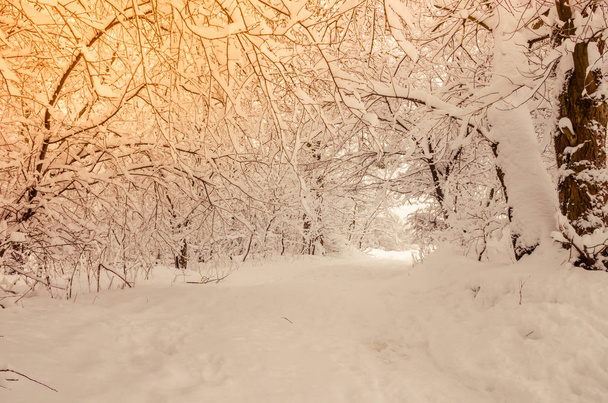 Park miejski w sezonie zimowym z niesamowite światło słoneczne - Zdjęcie, obraz