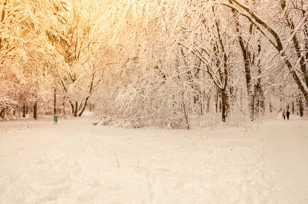 Kaupungin puisto talvikaudella hämmästyttävä auringonvalo
 - Valokuva, kuva