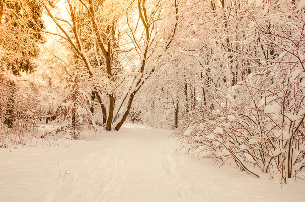 Kaupungin puisto talvikaudella hämmästyttävä auringonvalo
 - Valokuva, kuva