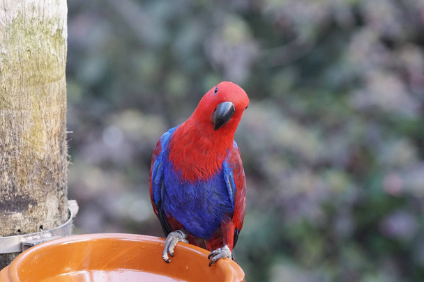 beautiful bright parrot in tropical park - Фото, изображение