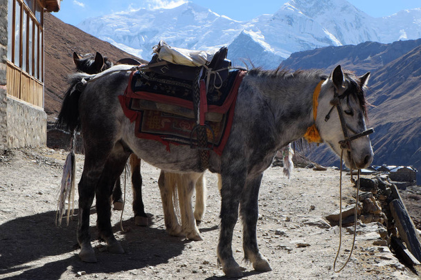 Горный конь Непала высоко в горах
 - Фото, изображение