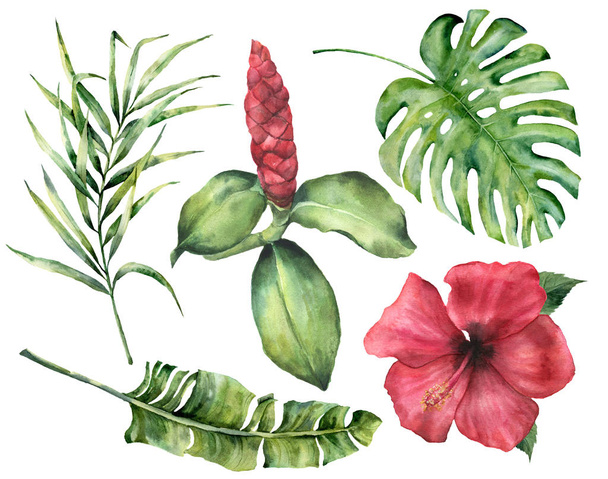 Ακουαρέλα τροπικά λουλούδια και τα φύλλα. Ζωγραφισμένα στο χέρι κλαδί φοίνικα Μονστέρα, καρύδας και μπανάνα, ιβίσκος, alpinia που απομονώνονται σε λευκό φόντο. Floral εξωτική εικόνα για το σχεδιασμό, εκτύπωση ή ύφασμα. - Φωτογραφία, εικόνα