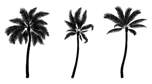 Sada černých vektorové palm. Ručně kreslené stromy. - Vektor, obrázek