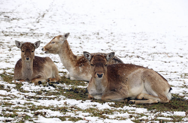 Damwildweibchen mit Kälbern im Winter. eine Herde Damwild - Foto, Bild
