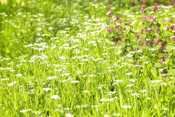 louka s květy na jaře - Fotografie, Obrázek