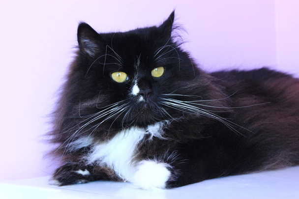 portrét nice černá kočka - Fotografie, Obrázek