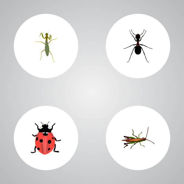 Set insect realistische symbolen met mantis, pismire, lieveheersbeestje en andere pictogrammen voor uw web mobiele app logo ontwerp. - Vector, afbeelding