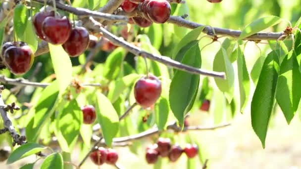 Red cherries fruit ready for harvest hanging at branch of a cherry tree a sunny day, tilt - Footage, Video