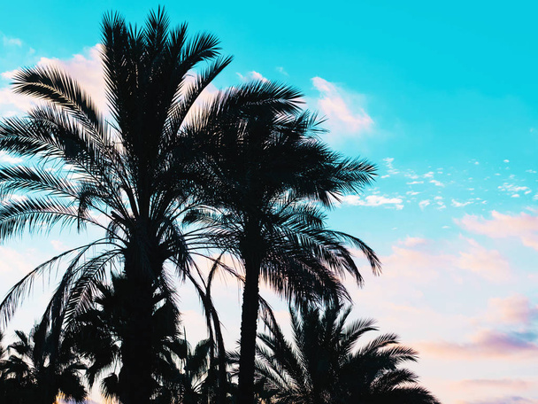 Palms silhouette against blue sky, Palm trees at tropical coast, vintage toned and stylized, coconut tree, summer, retro - Foto, Imagen