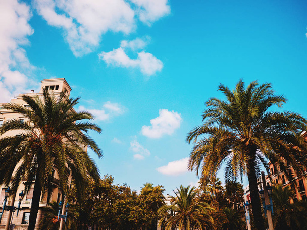 Tropical date palm trees alley in Barcelona, Spain, Europe - Foto, Imagen