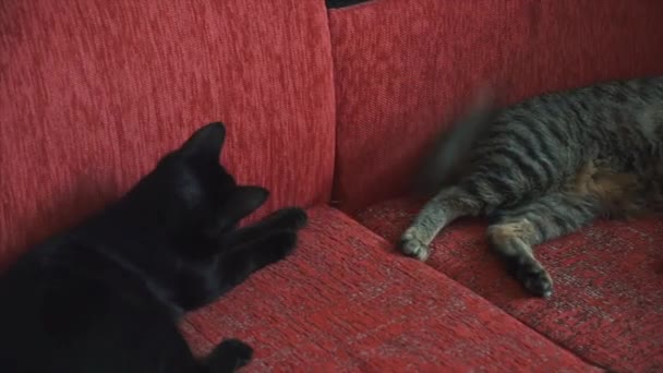 Kaksi kissaa leikkii tappelukynsiä sohvalla. Klipsi. Kaksi kissanpentua leikkii sohvalla. Pörröinen kissat punaisella sohvalla etsivät utelias näytelmiä
 - Materiaali, video