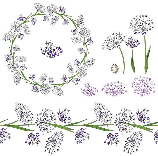 Set with  different allium on white. - Vector, afbeelding