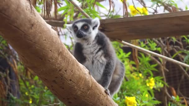 cute Lemur monkey at zoo - Πλάνα, βίντεο