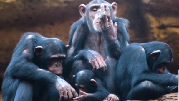 chimpanzees in the zoo - Felvétel, videó