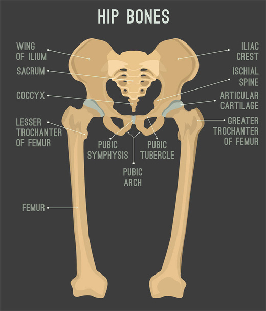 Huesos humanos de cadera
 - Vector, Imagen