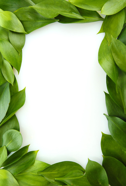 beautiful green leaves, isolated on white - Фото, зображення
