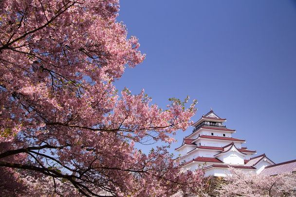 aizuwakamatsu Kalesi ve kiraz çiçeği - Fotoğraf, Görsel