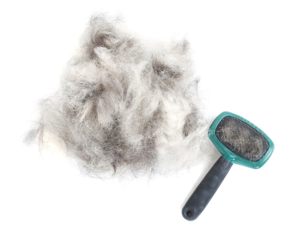 Escova de preparação de cães e cabelo
 - Foto, Imagem