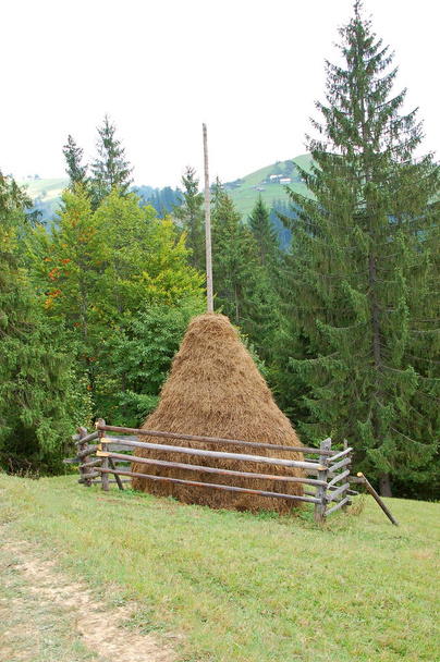 Haystack and fir tree - Photo, Image