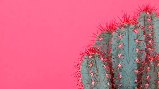 Trendy pastel pink coloured minimal background with cactus plant. Cactus plant close up. Fashion style cacti concept. - Photo, image