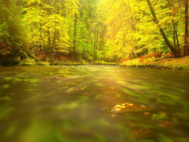 Bela paisagem com rio selvagem na floresta outonal
 - Foto, Imagem