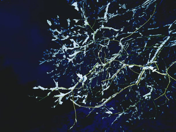 Téli erdős táj, fagyos fa sötét éjszakában téli havazás után.  - Fotó, kép