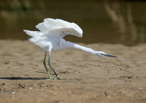A close-up of a little white heron stands on a sandy shore with an extended neck and open wings - Photo, Image