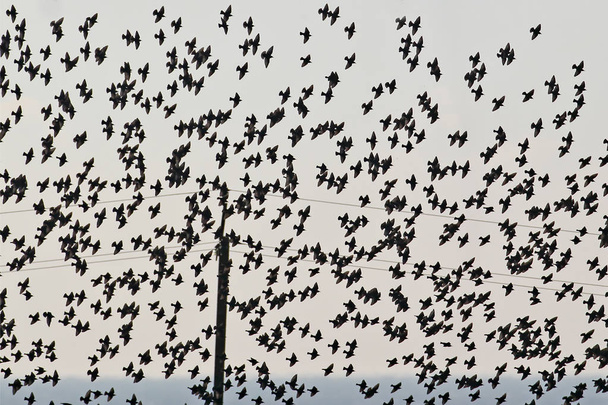 Starlings gökyüzü ve denizin pole ve tel ile karşı büyük bir sürü - Fotoğraf, Görsel