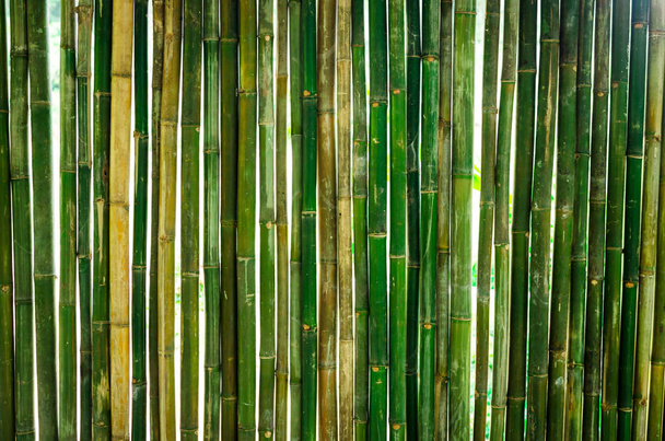 Le bambou vert fait pour le mur de la maison
.  - Photo, image