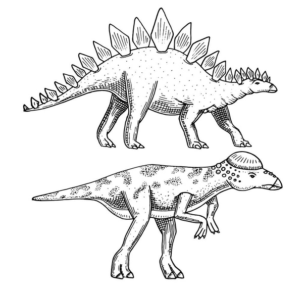 Динозавр Стегозавр, Pachycephalosaurus, Lexovisaurus, скелети, скам'янілостей. Доісторичних рептилій, тварина вигравірувані боку звернено вектор. - Вектор, зображення