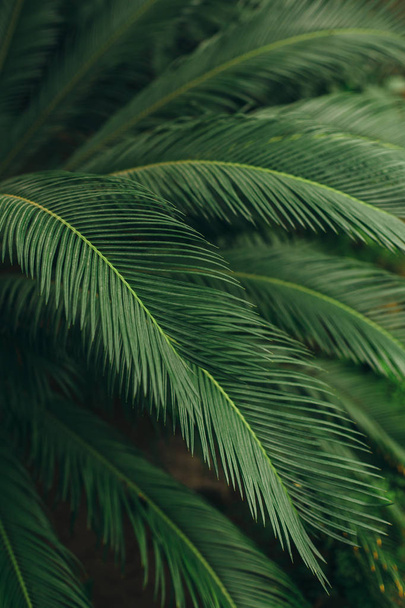 Green palm leaves - Φωτογραφία, εικόνα