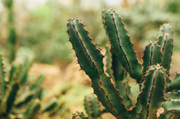 Branches of green cactus  - 写真・画像