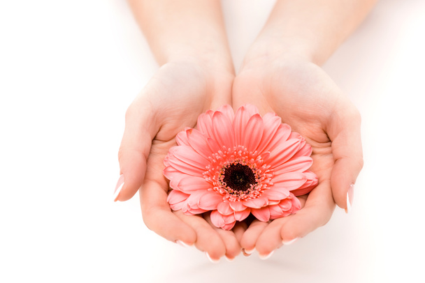 vista recortada de las manos que sostienen la flor de gerberas, aislada en blanco
 - Foto, Imagen