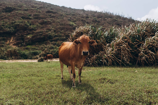 Vista de vacas marrones sobre pastizales verdes y gran colina sobre fondo
 - Foto, imagen
